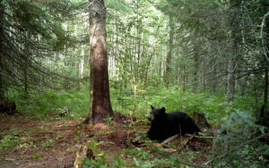 bear-guide-north-2