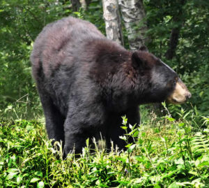 bear_guide_north